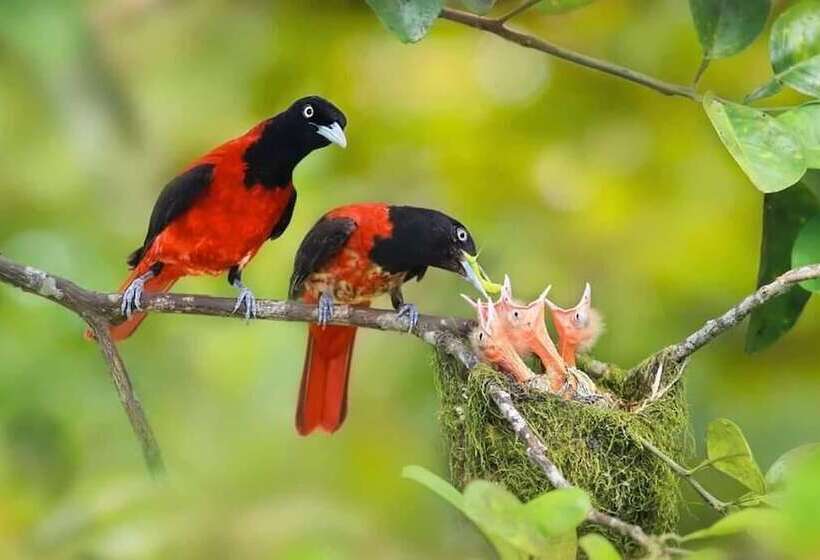 بنسيون Sinharaja Park