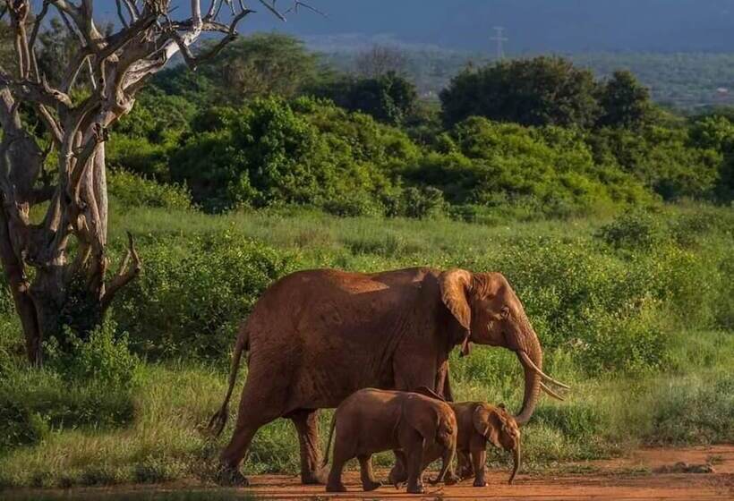 بنسيون Sinharaja Park