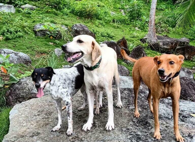 Пансион Tres Soles