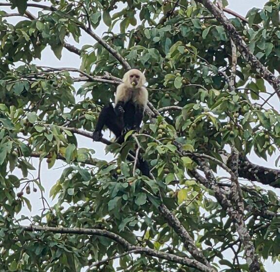 호텔 Monteverde House