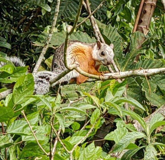 호텔 Monteverde House