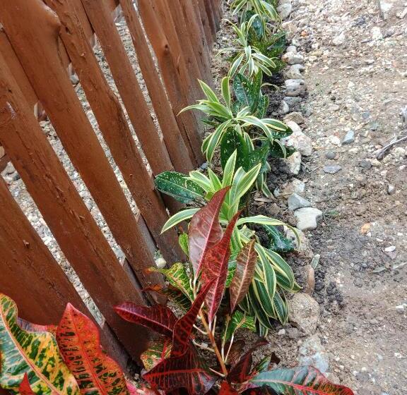 ユースホステル D  Angels Inn, Port Barton