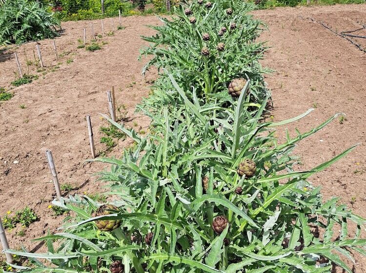 ホテル Family Farm Soc. Agr. A R.l