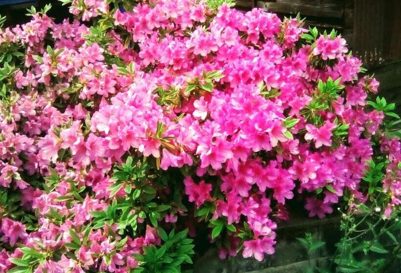 פנסיון Gegege No Guesthouse   Vacation Stay 9460