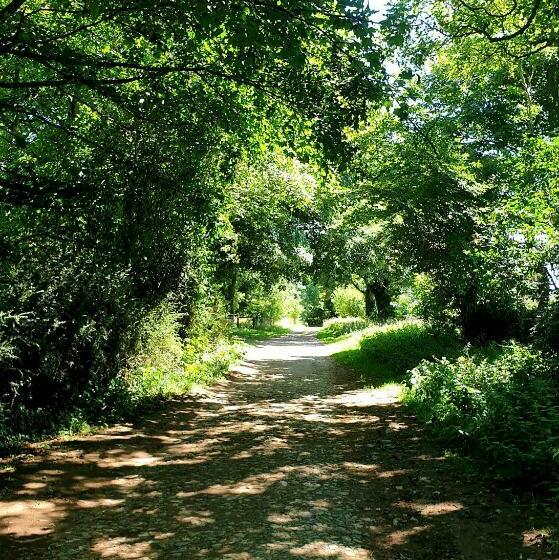 بنسيون The Cozy Shed