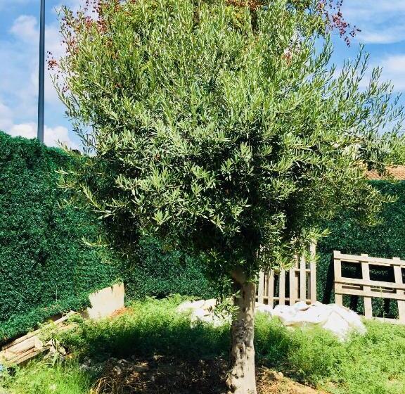 مبيت وإفطار L’olivier De Manel