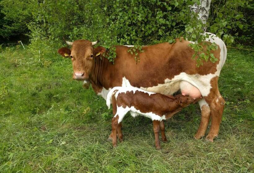 هتل Pužman Farm Glamping