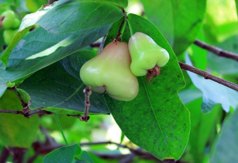 ペンション Akki S Hostel