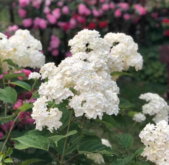 פנסיון Guest House Emmy