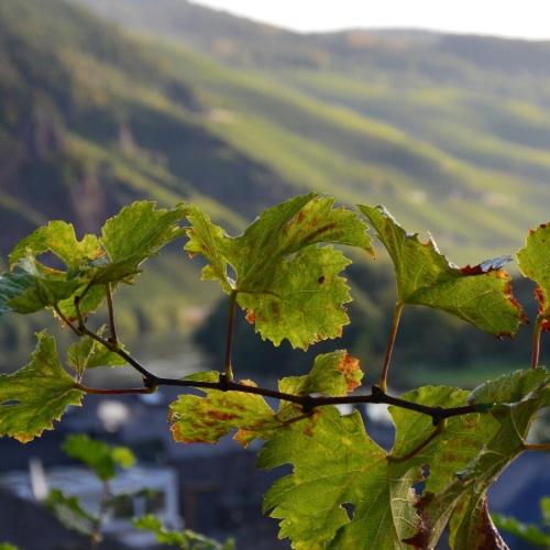 膳宿费 Weingut Erbes Henn