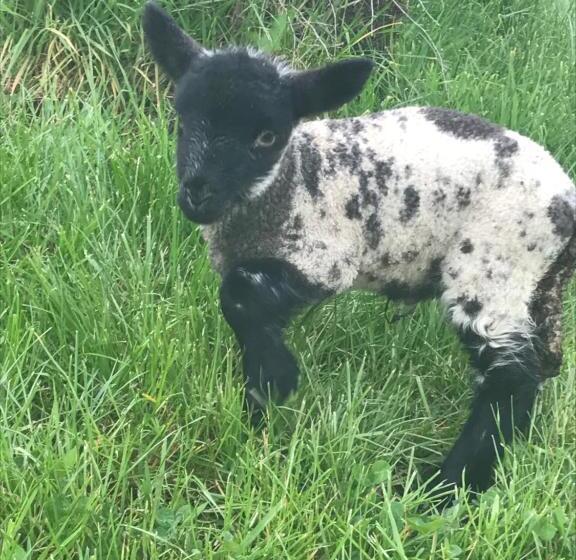 צימר Henllys Estate B And B