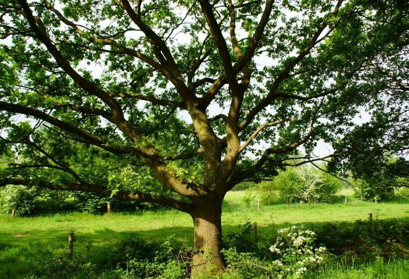 تختخواب و صبحانه Huis Eedingh