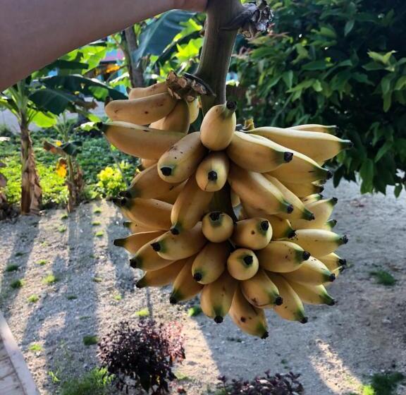 Bed and Breakfast New Raya   Nias Beach Bungalows