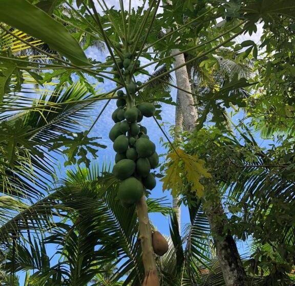 تختخواب و صبحانه New Raya   Nias Beach Bungalows