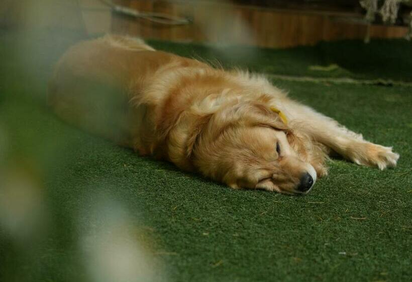 فندق Royal Swiss Cottage