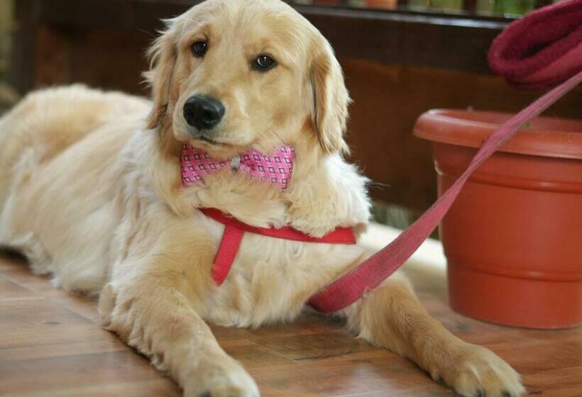 فندق Royal Swiss Cottage