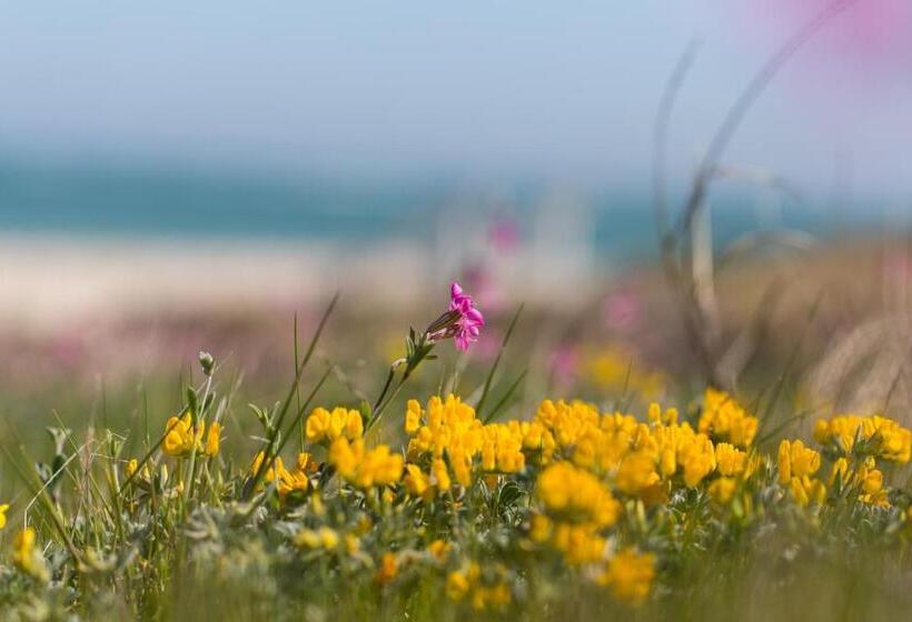 مبيت وإفطار Albatros