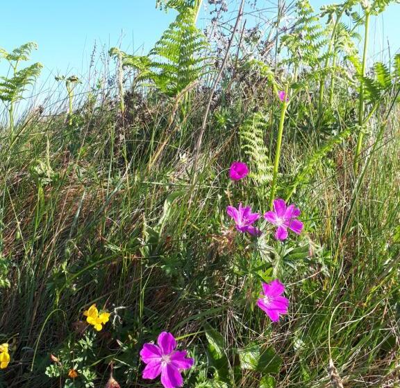 مبيت وإفطار The Creggs