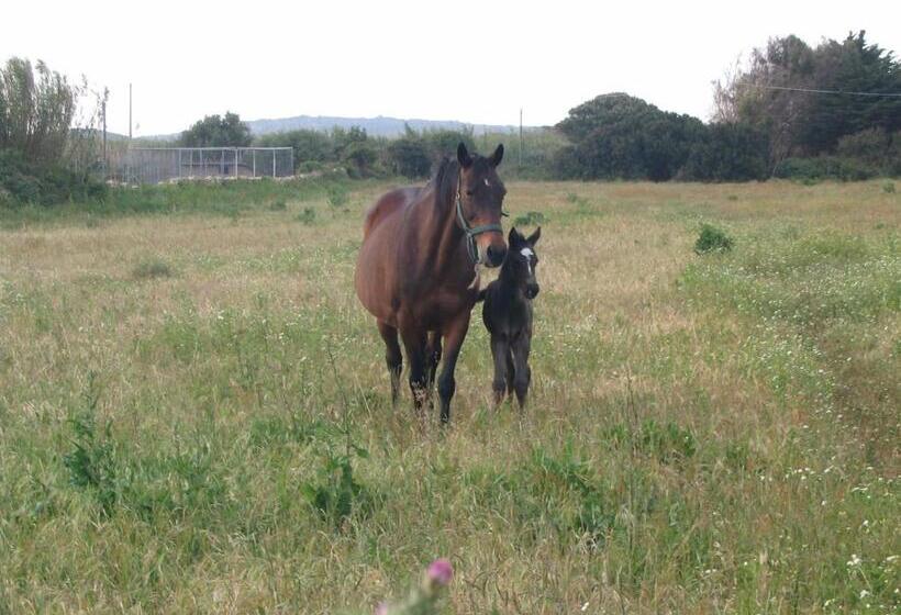 酒店 Agriturismo La Tana Di Lu Maccioni