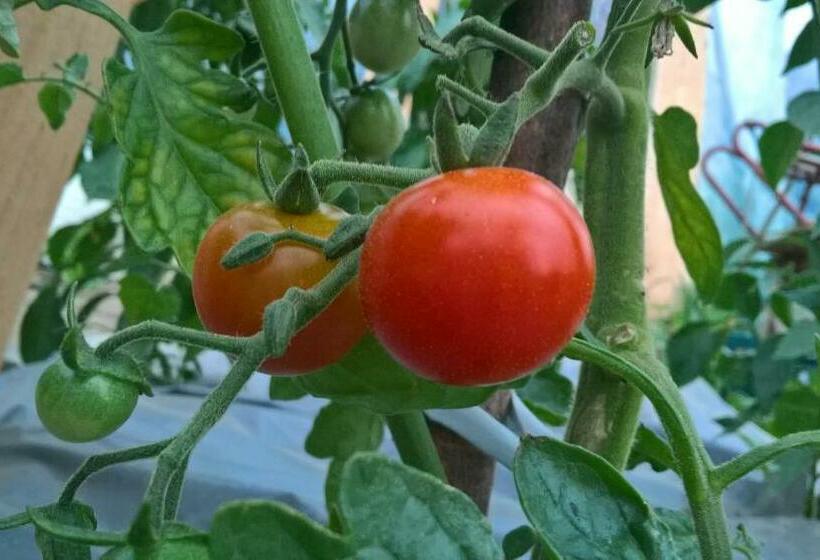 بنسيون Casa Cu Zorele, Crit 189