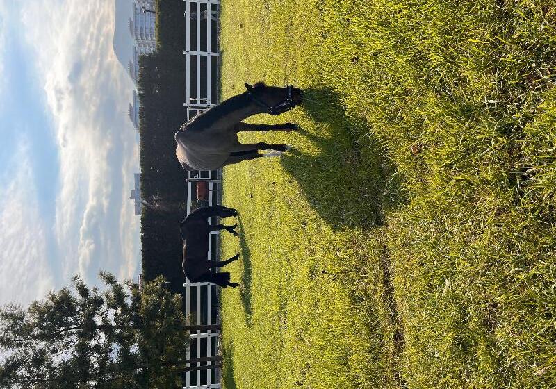 هتل B. Equine Range