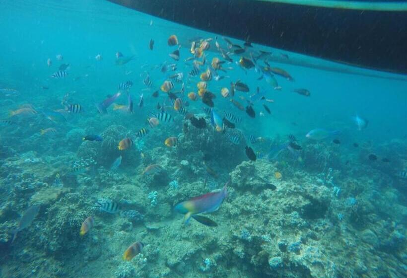 פנסיון Bottelmania