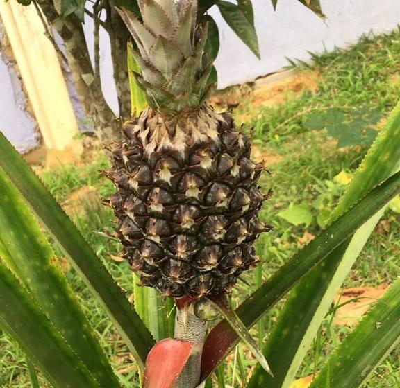 פנסיון Casa Labareda Paraty Rj