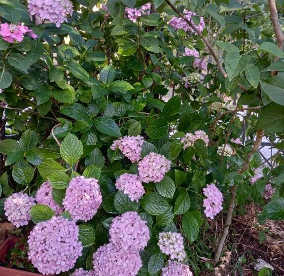 Пансион Il Castellare