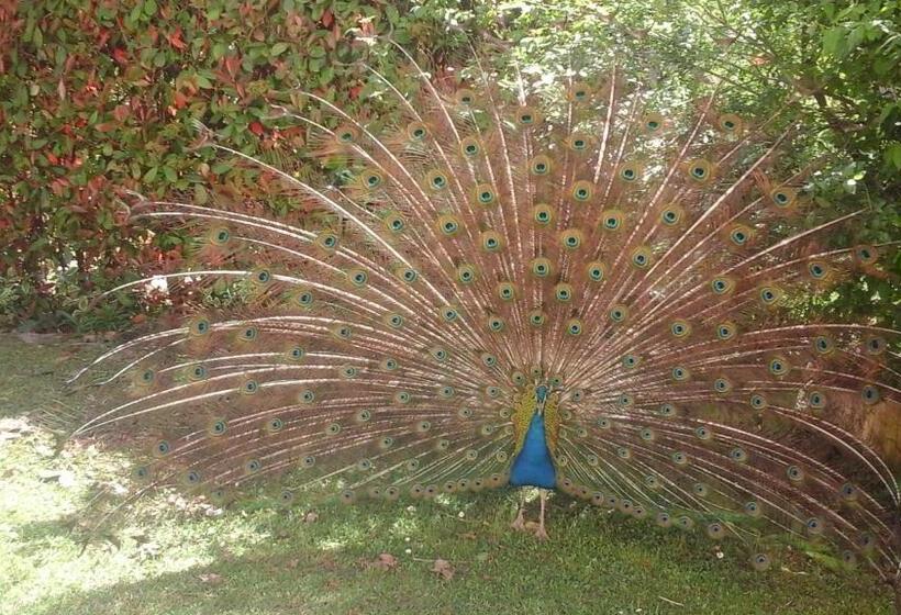 Пансион Il Castellare