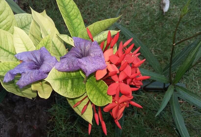 פנסיון Molleh Guest House