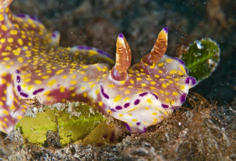 פנסיון Molleh Guest House