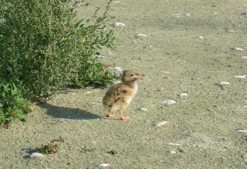 Pensiunea Iulia Sulina