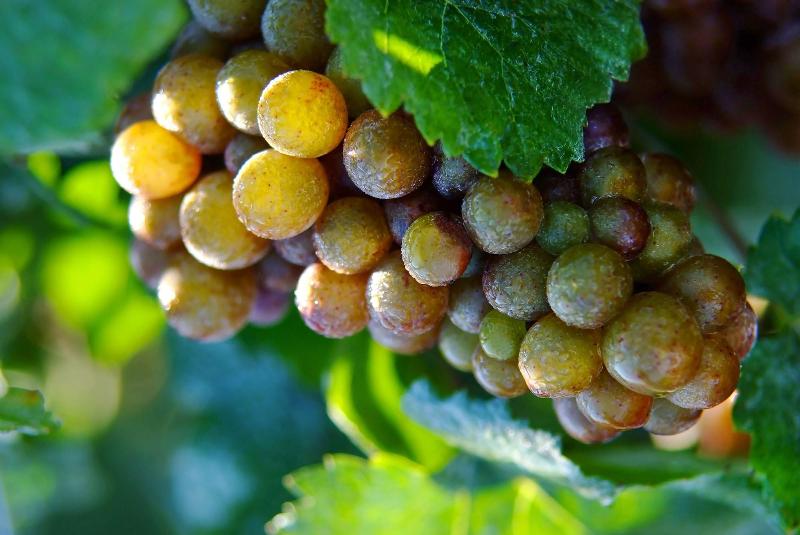 Отель The Shaw Club