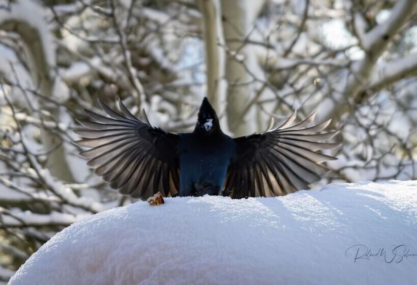 호텔 The Incline Lodge