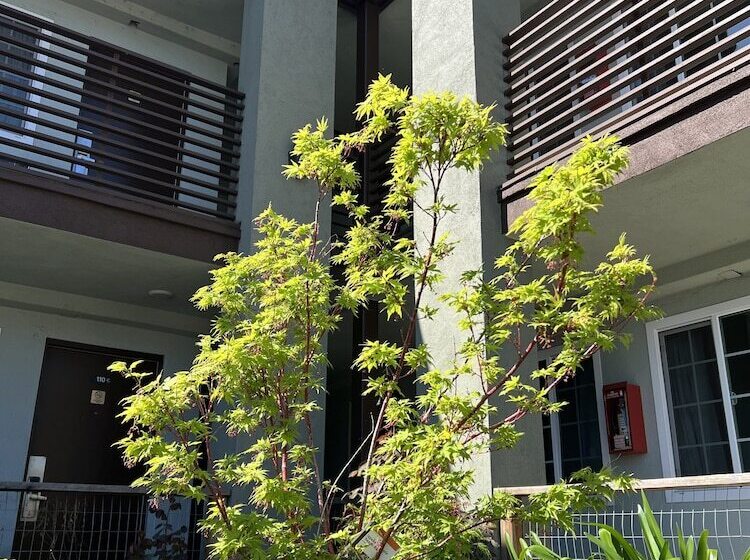 فندق University Inn Chico