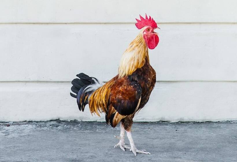 リゾートホテル Parrot Key Hotel & Villas