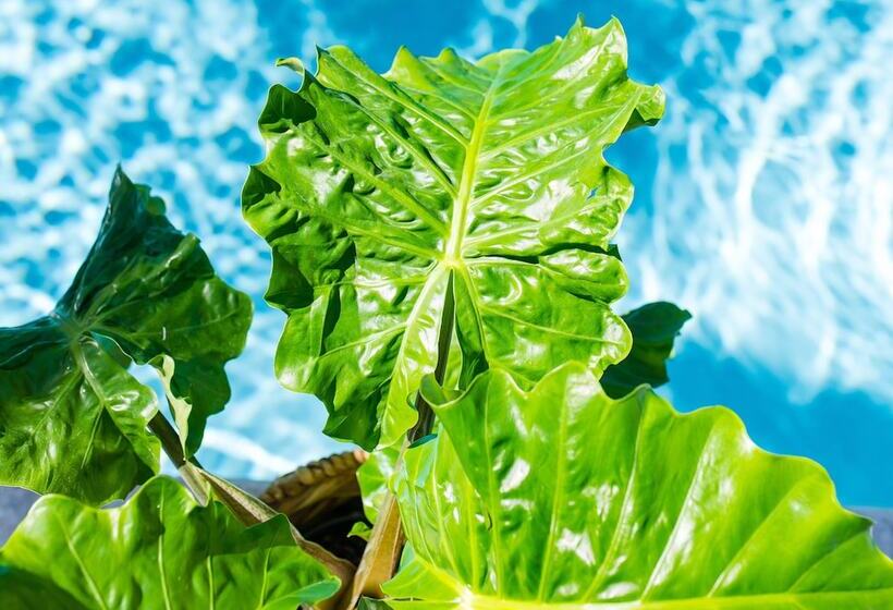 リゾートホテル Parrot Key Hotel & Villas