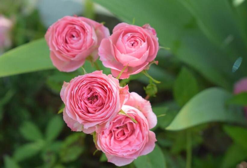 ベッドアンドブレックファースト Casale Asciolo