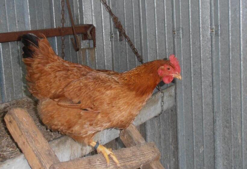 ホテル Agriturismo La Casetta