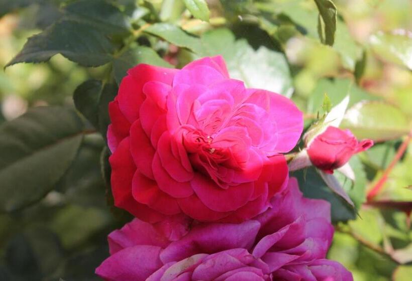 فندق Agriturismo Poggio Della Rosa