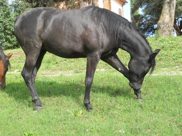 בית מלון כפרי Agriturismo Poggio La Buca