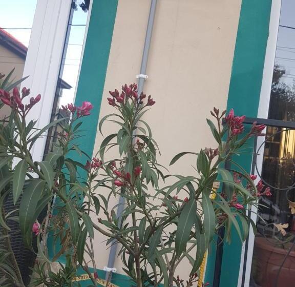 بنسيون Green House 1