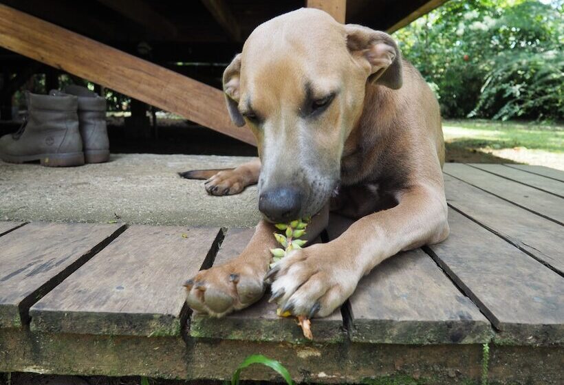 Finca Chica Lodge & Villas