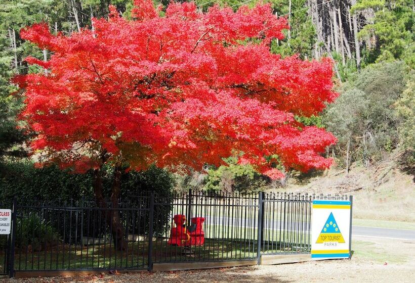 בית מלון כפרי Porepunkah Pines Holiday Park