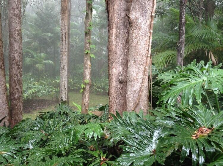 בית מלון כפרי Songbirds Rainforest Retreat