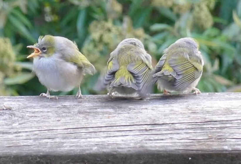 Wharepuke Subtropical Accommodation
