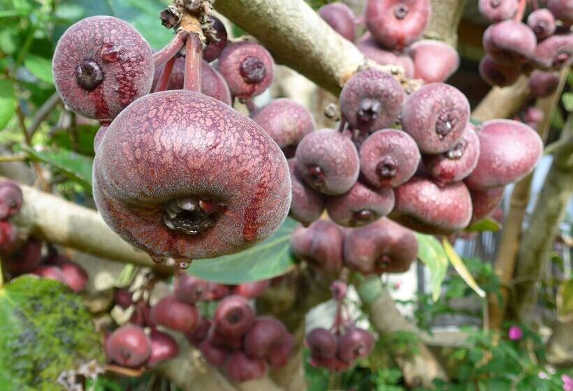 Wharepuke Subtropical Accommodation