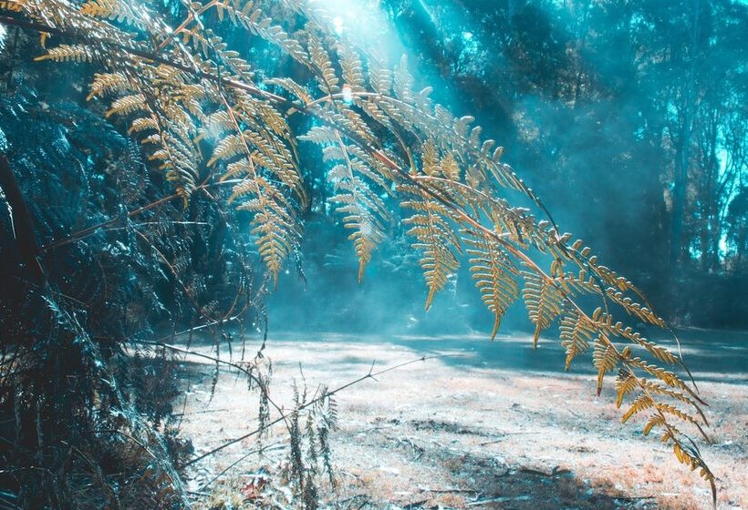 Woodlands Rainforest Retreat