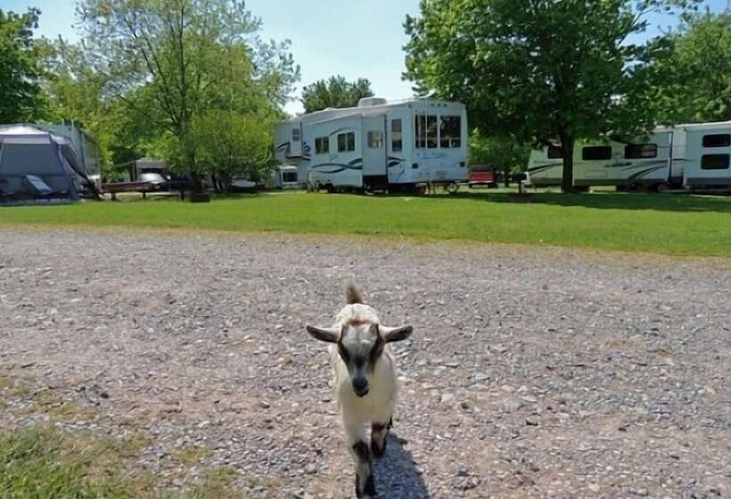 ホテル Gettysburg Farm Rv Campground