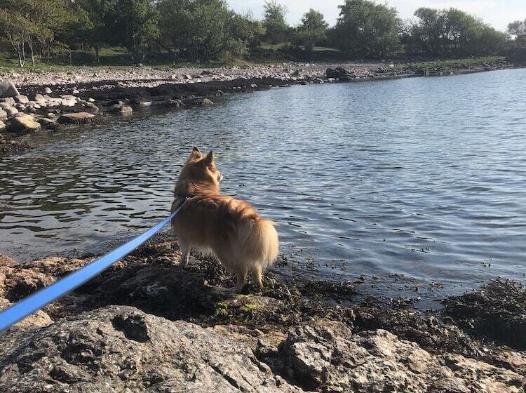 בית מלון כפרי Pension Sandbogaard